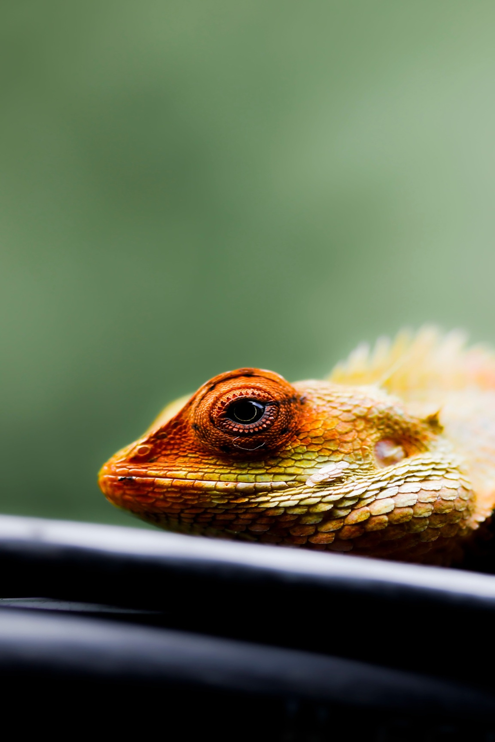 pexels-lalu-_ua-6928295-27180808_1706x2560