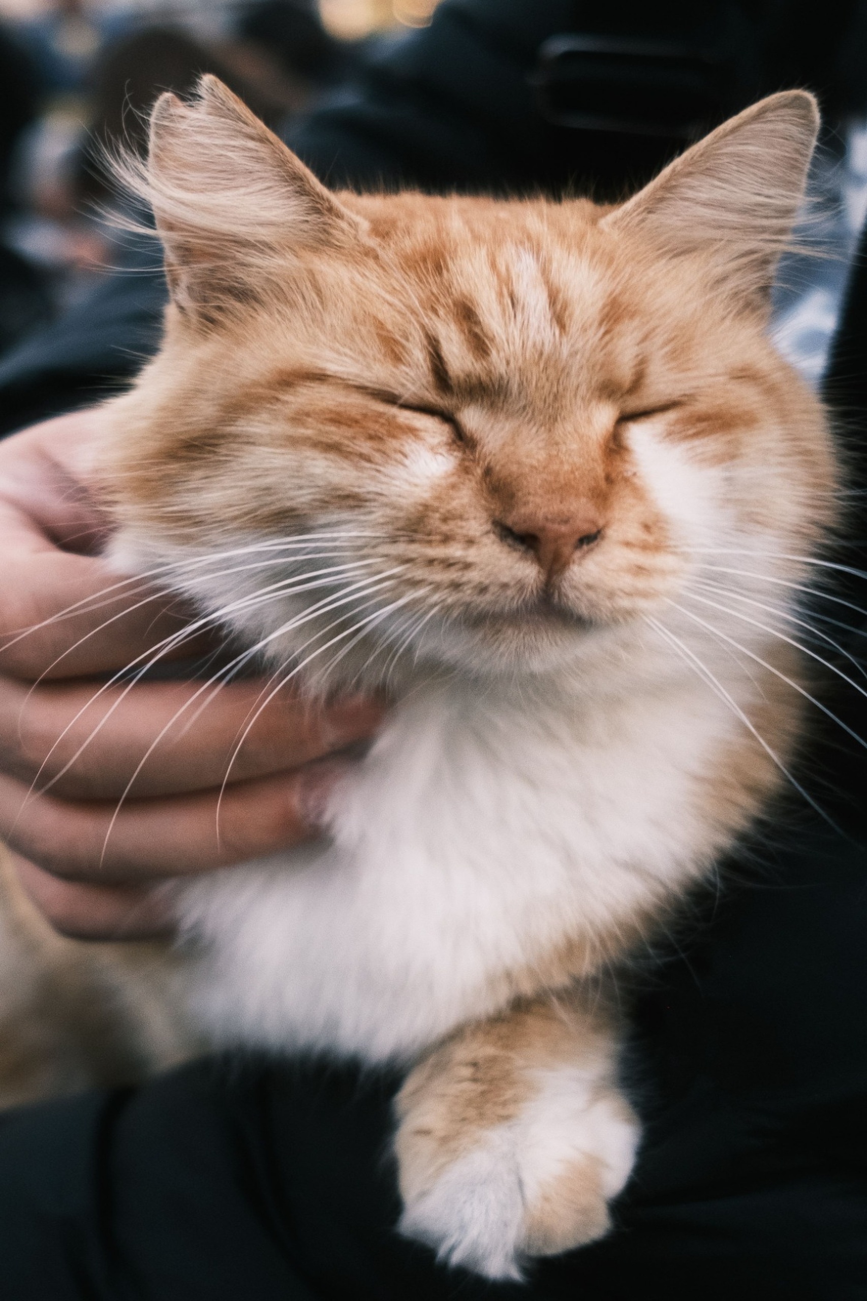 pexels-monurblc-34388974_1706x2560
