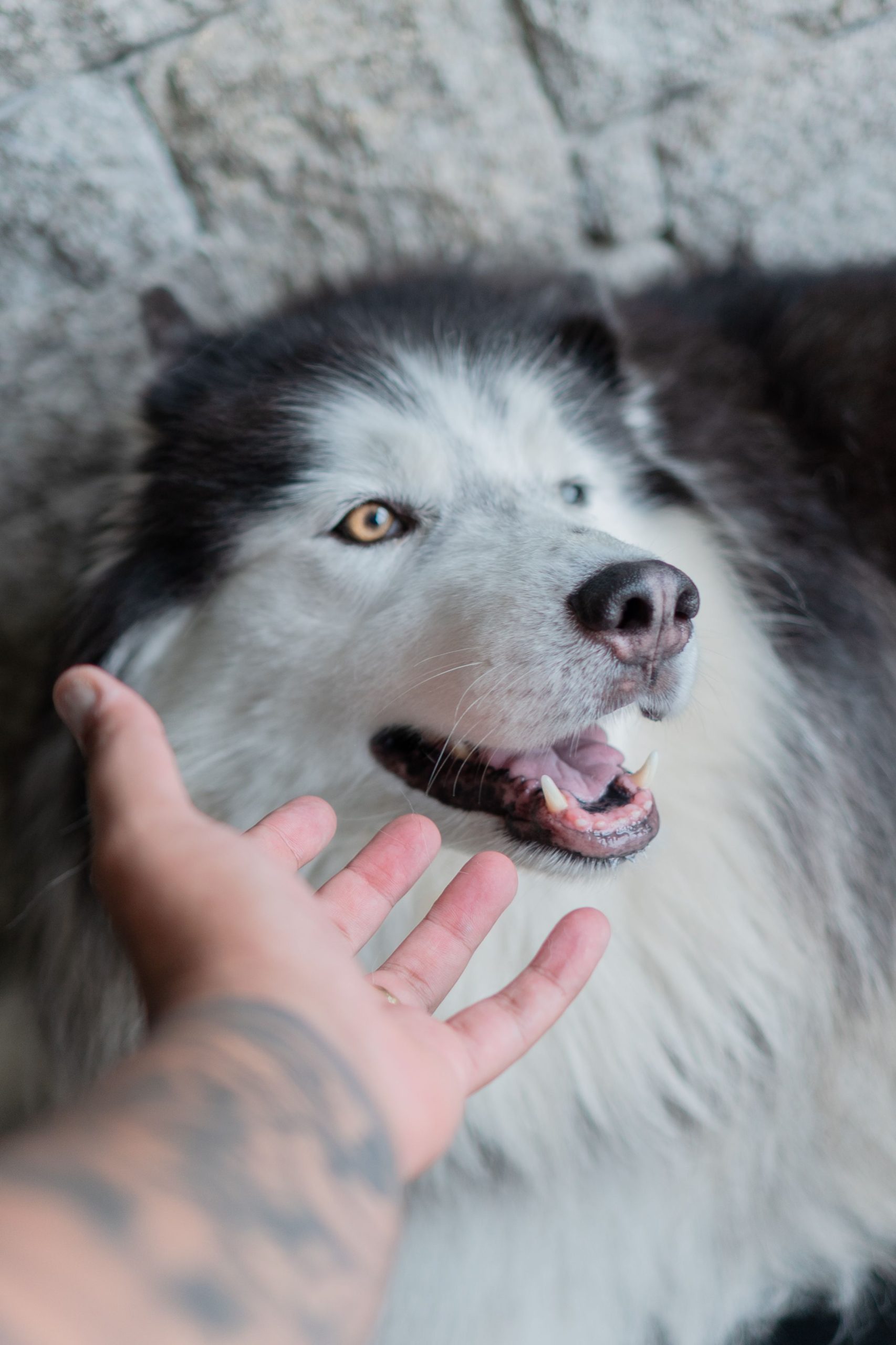 pexels-wolfart-31203405