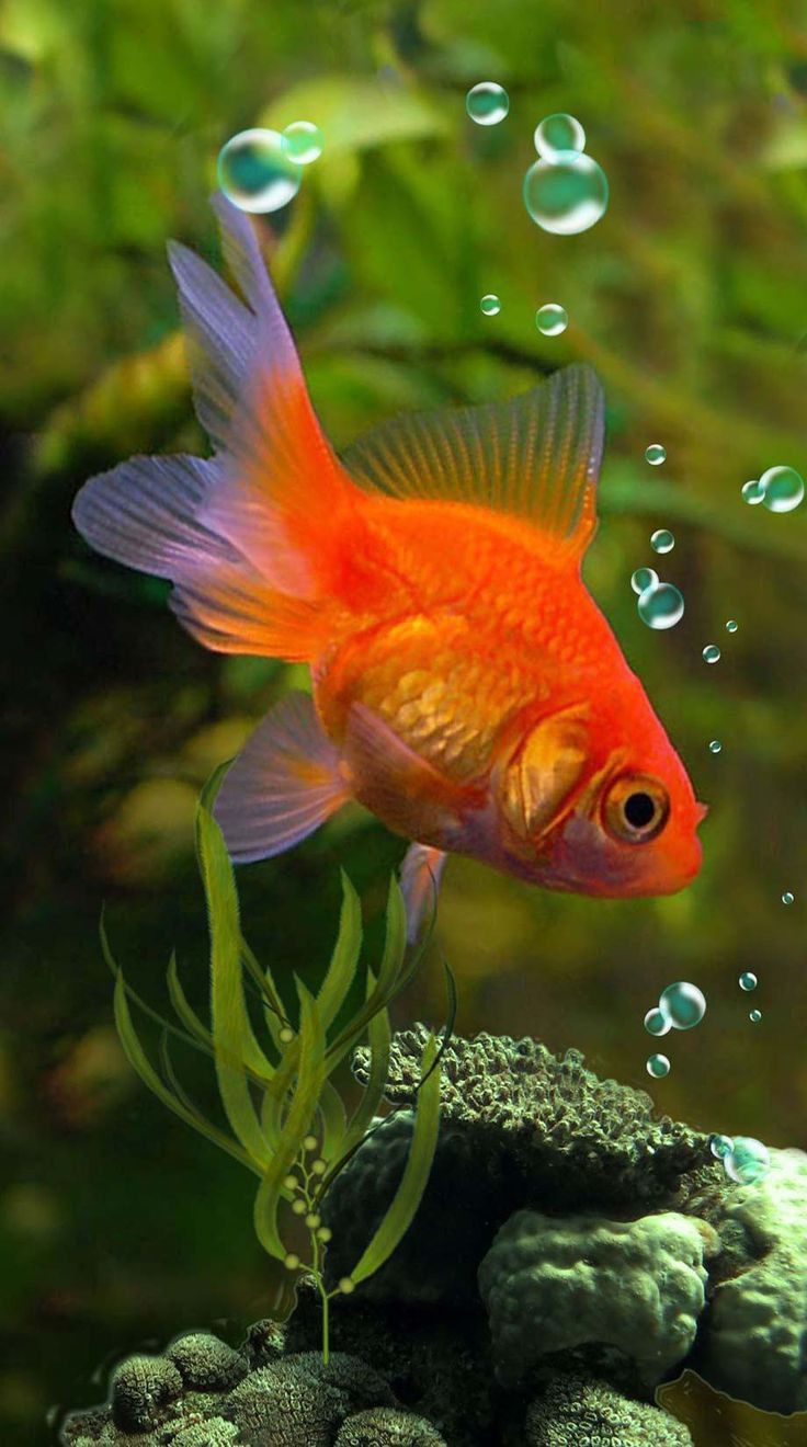 Fish 11-3