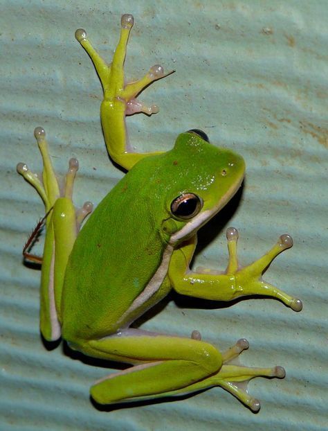 Frog 11