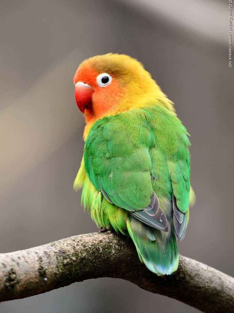 Parakeet 11