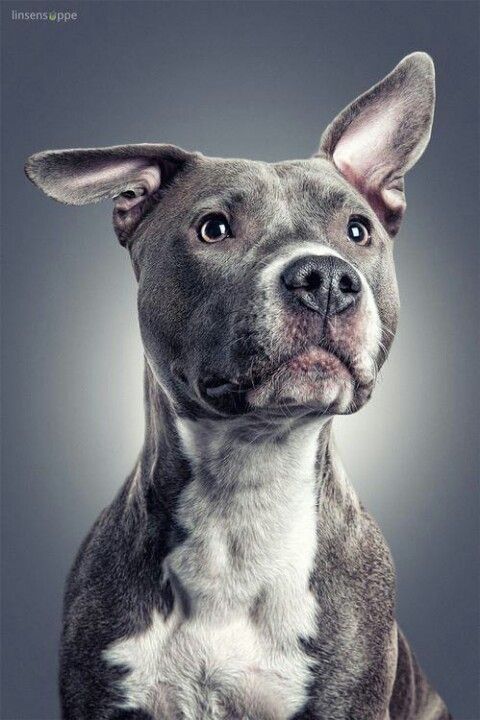 Staffy Gray Head Shop by Portrait